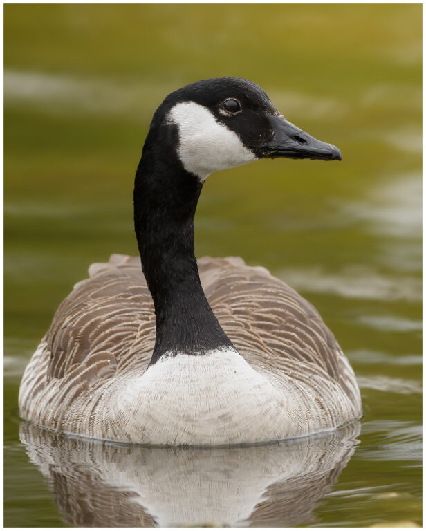 Kanadagås - Canada Goose kanadagås simmande
