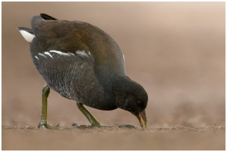 Rörhöna - Common Moorhen Rörhöna - Common Moorhen