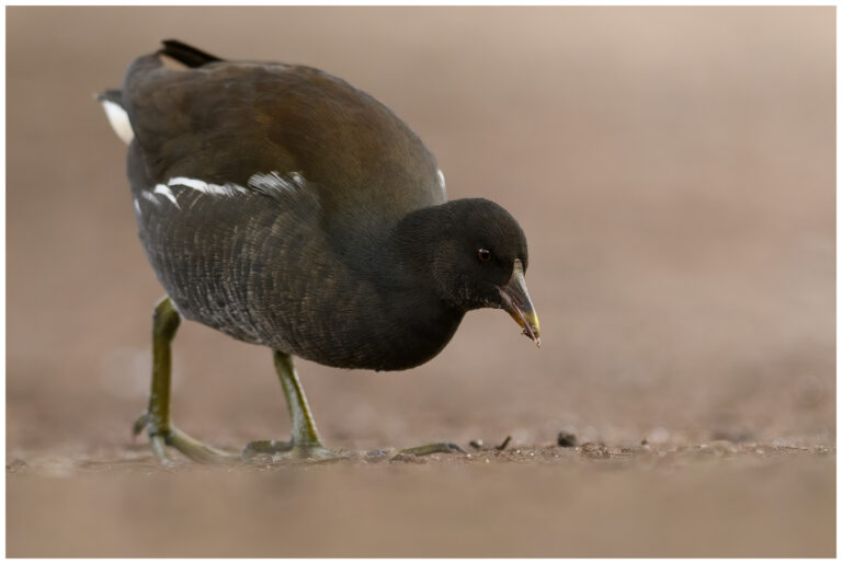 Rörhöna - Common Moorhen Gallinula chloropus