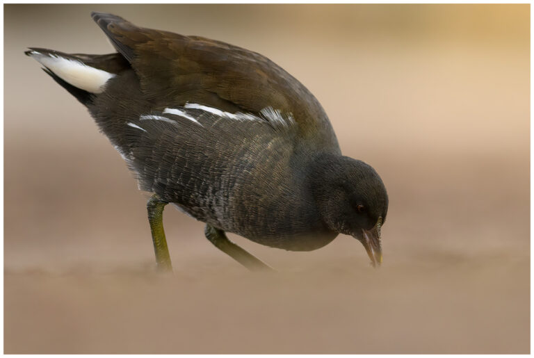 Rörhöna - Common Moorhen Common Moorhen