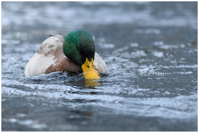 Gräsand - Mallard Mallard hane