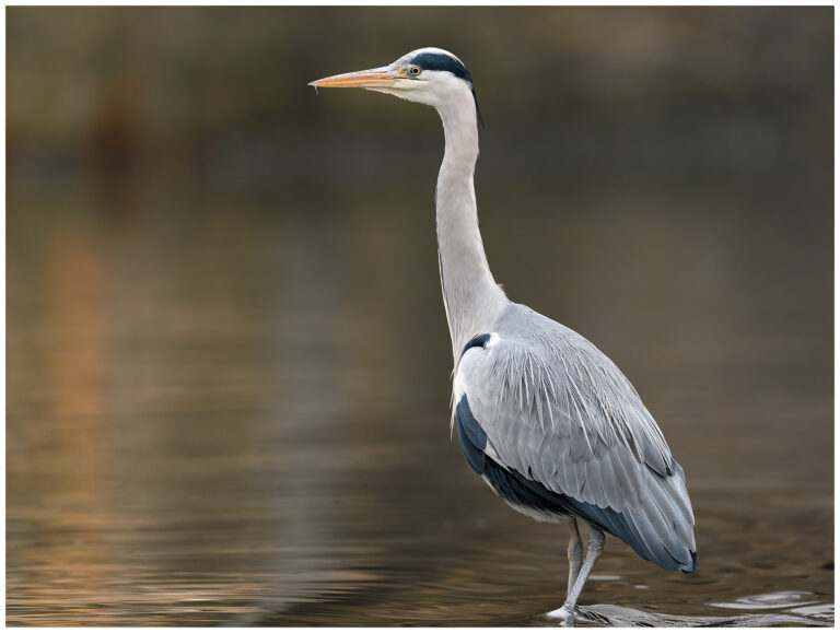 Urban birding photography Urban birding photography