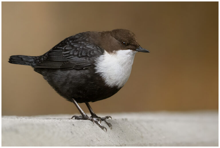 Strömstare - White-throated Dipper White-throated Dipper