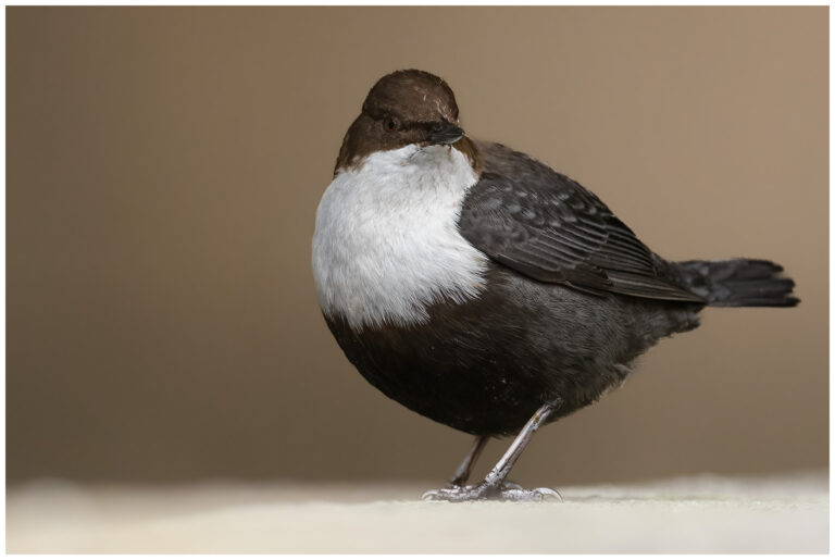 Strömstare - White-throated Dipper White-throated Dipper