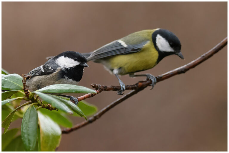 Svartmes - Coal Tit promenad runt åbackarna