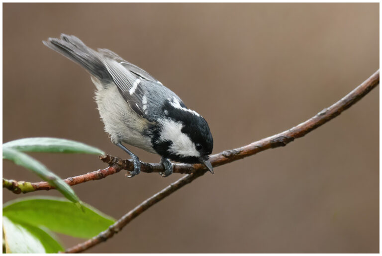 Svartmes - Coal Tit Svartmes