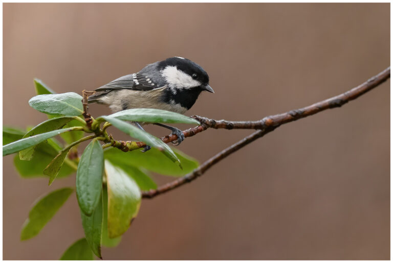 Svartmes - Coal Tit svartmes