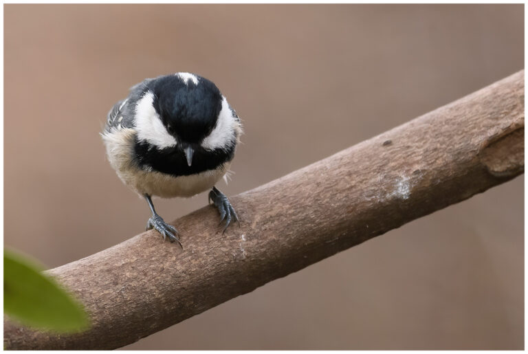 Svartmes - Coal Tit svartmes på gren