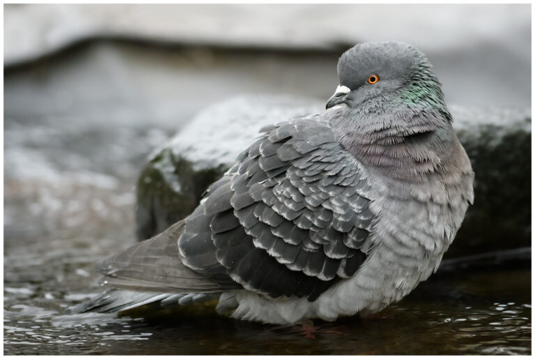 Tamduva - Rock Dove Columba livia