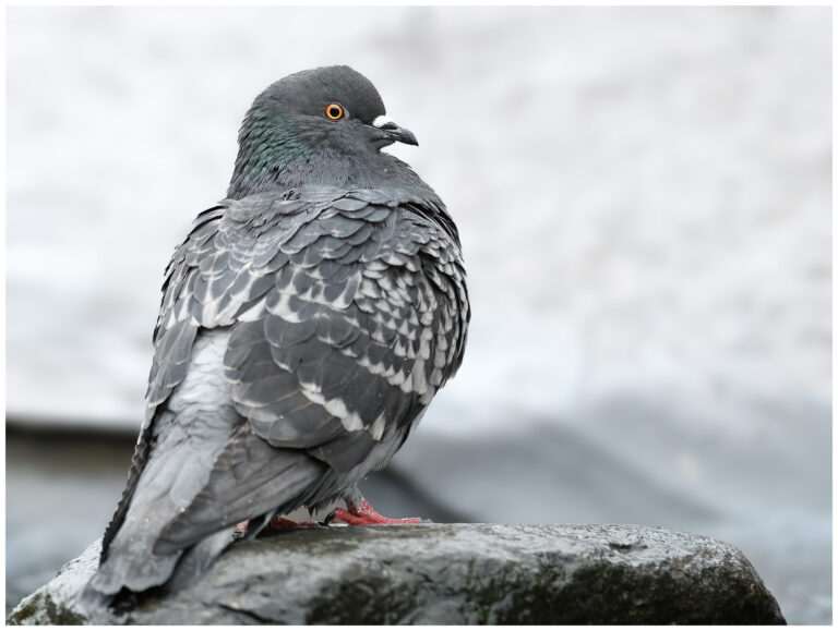 Tamduva - Rock Dove Rock dove