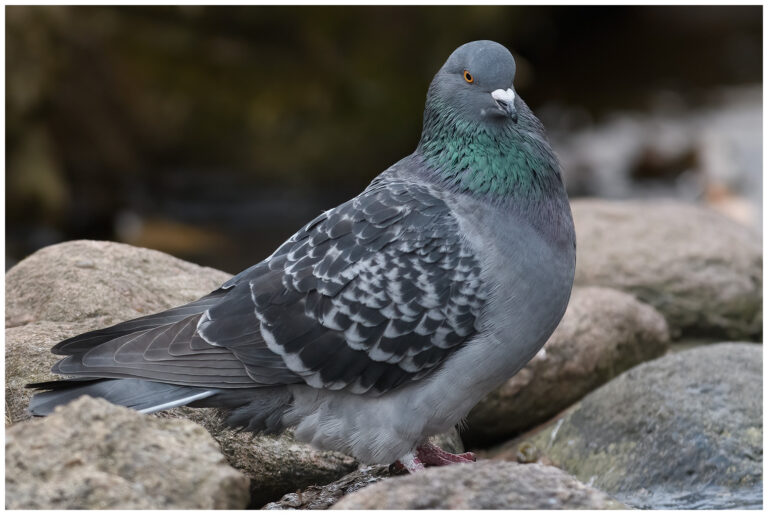 Årets sista bilder årets sista bilder