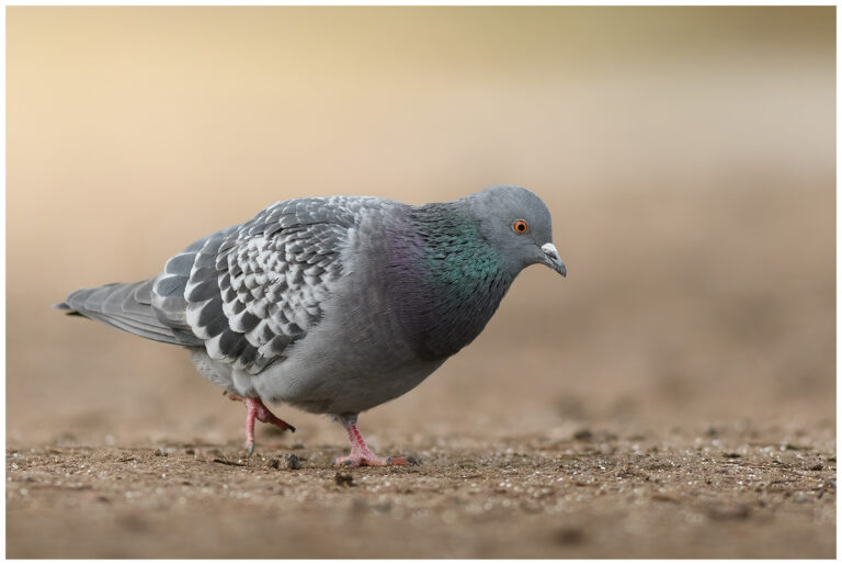 Tamduva - Rock Dove Rock Dove