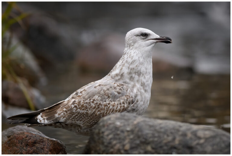 Urban birding photography Urban birding photography