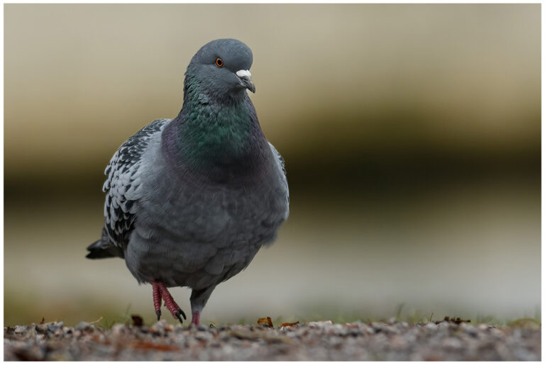 Urban birding photography Urban birding photography