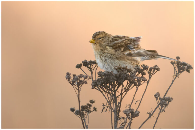 Vinterhämpling - Twite twite