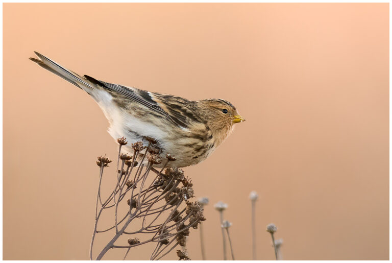 Vinterhämpling - Twite twite - Carduelis flavirostris