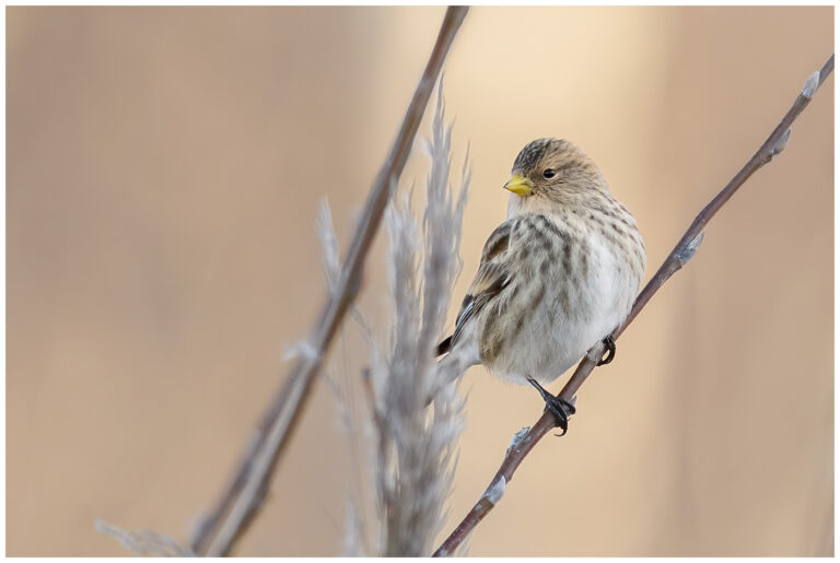 Vinterhämpling - Twite twite