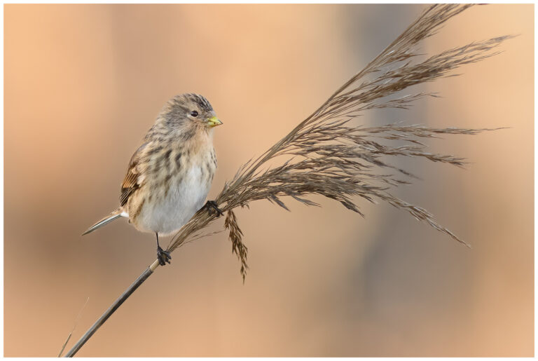 Vinterhämpling - Twite twite - vinterhämpling