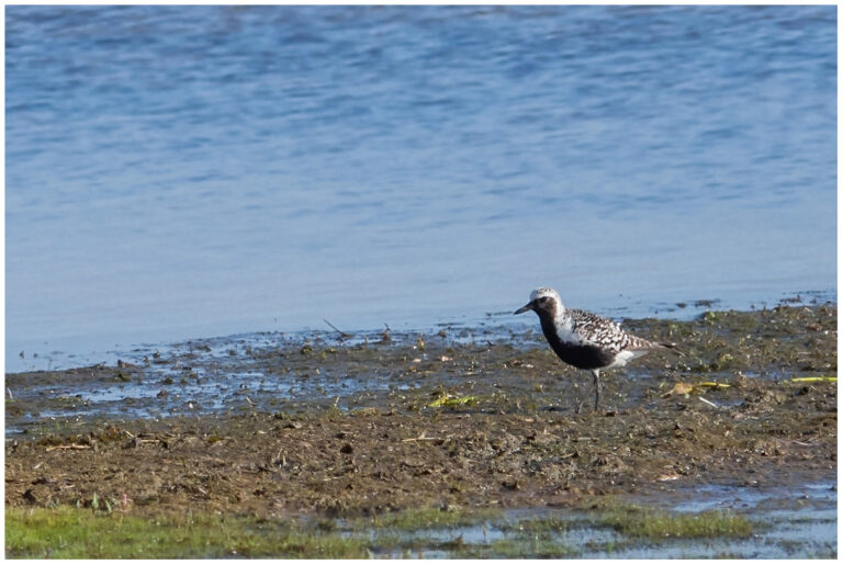 Kustpipare - Grey Plover adult kustpipare
