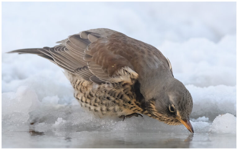 Björktrast - Fieldfare Björktrast - Turdus pilaris