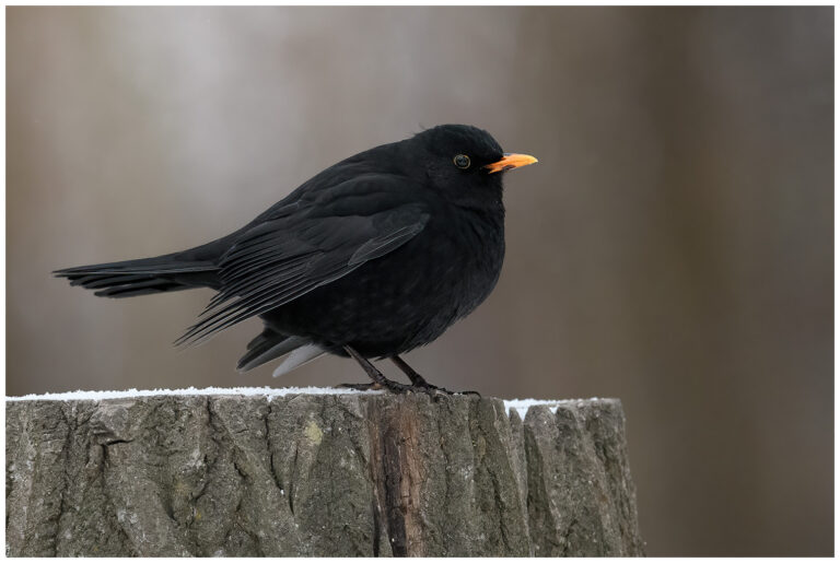 En vinterdag bland snö och fåglar En vinterdag bland snö och fåglar