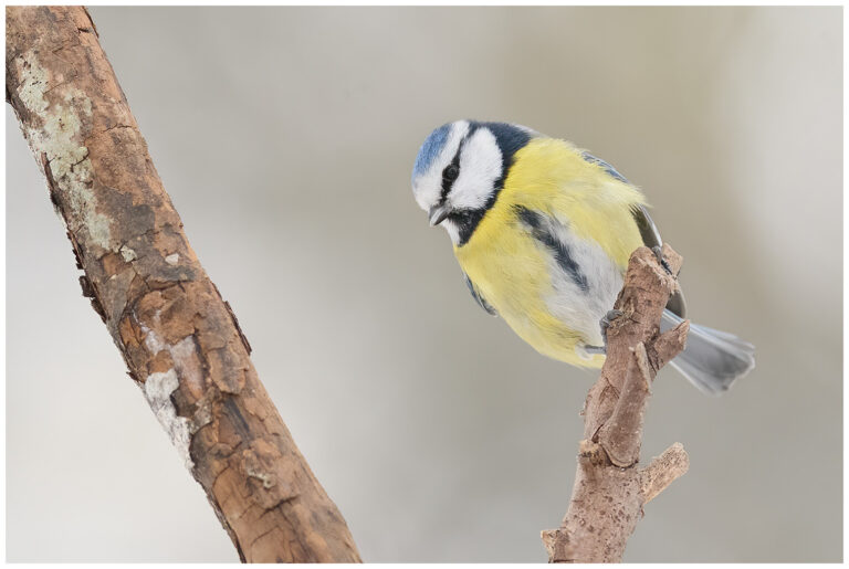 Blåmes - Blue Tit Blåmes - Blue Tit