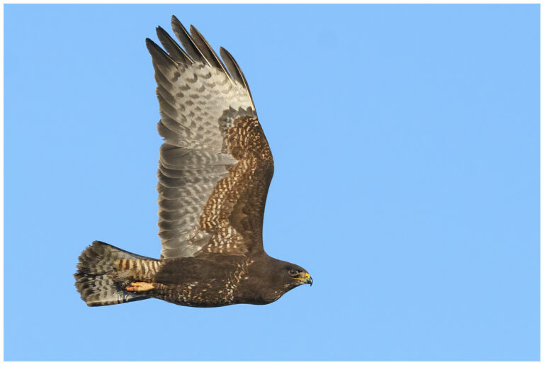 Ormvråk - Common Buzzard buteo buteo