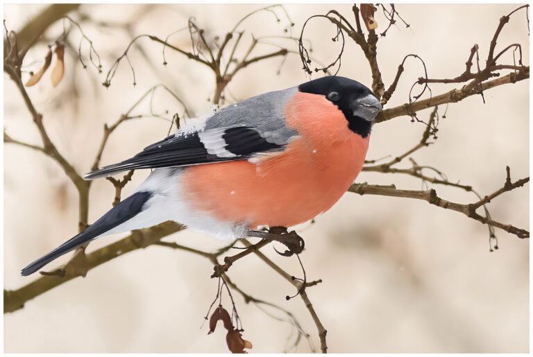 Snöfall och fågelfotografering i Blacka Snöfall och fågelfotografering i Blacka