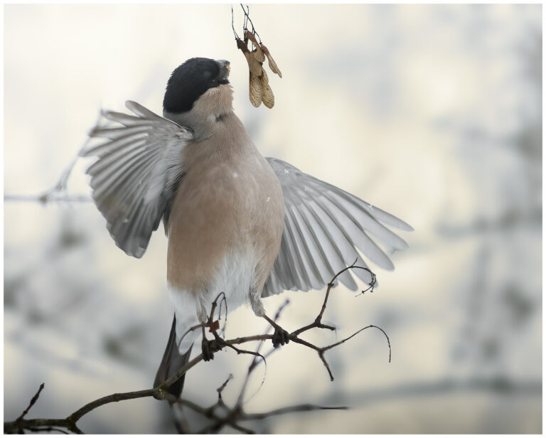 Snöfall och fågelfotografering i Blacka Snöfall och fågelfotografering i Blacka