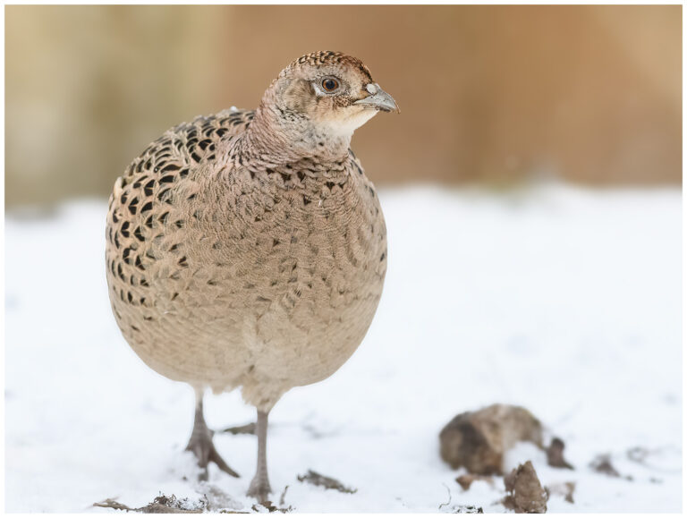 Fasan - Common Pheasant hon fasan i snö vinter