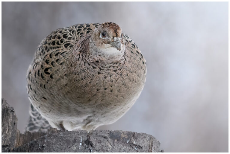 Fasan - Common Pheasant fasan en hona