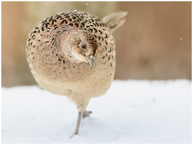 Fasan - Common Pheasant fasan vinter och snö en hona