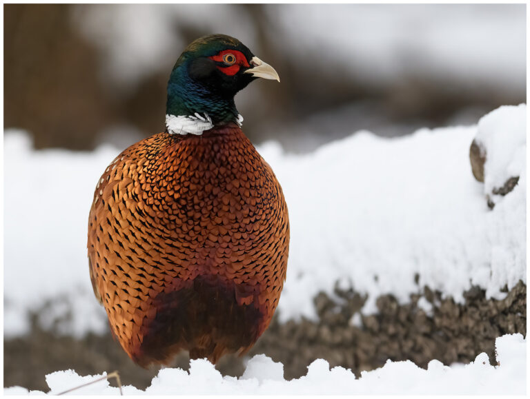 Fasan - Common Pheasant Common Pheasant
