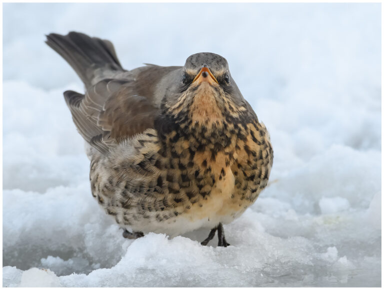 Björktrast - Fieldfare Björktrast - Turdus pilaris
