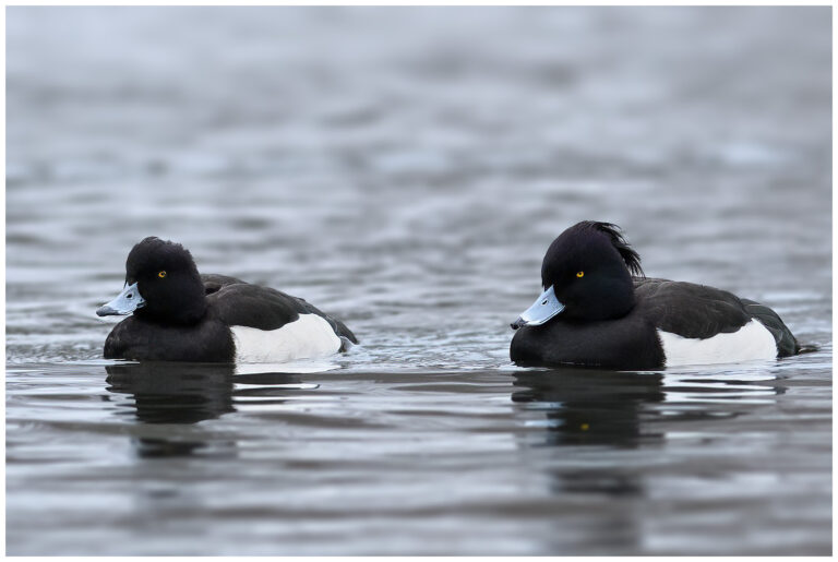 Vigg - Tufted Duck Vigg - Tufted Duck