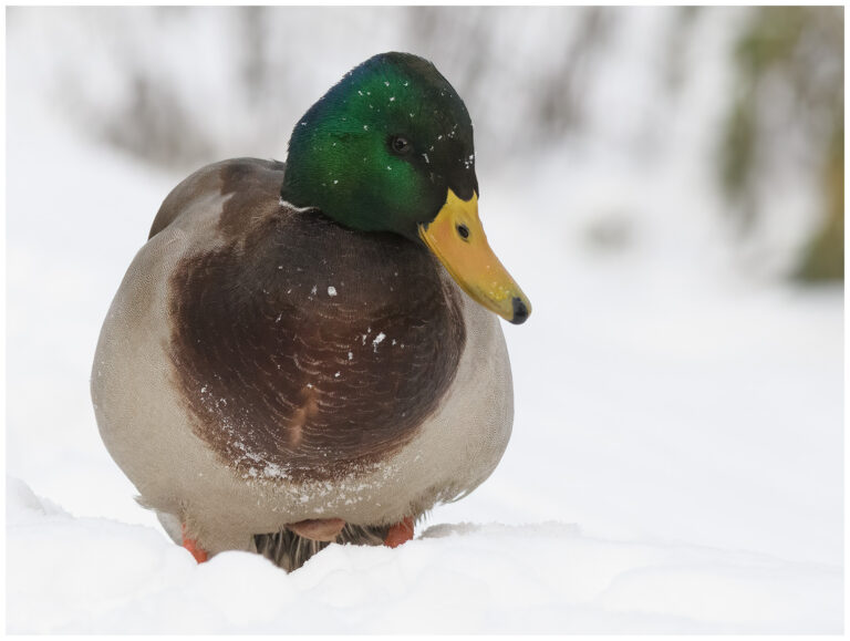 Gräsand - Mallard gräsand
