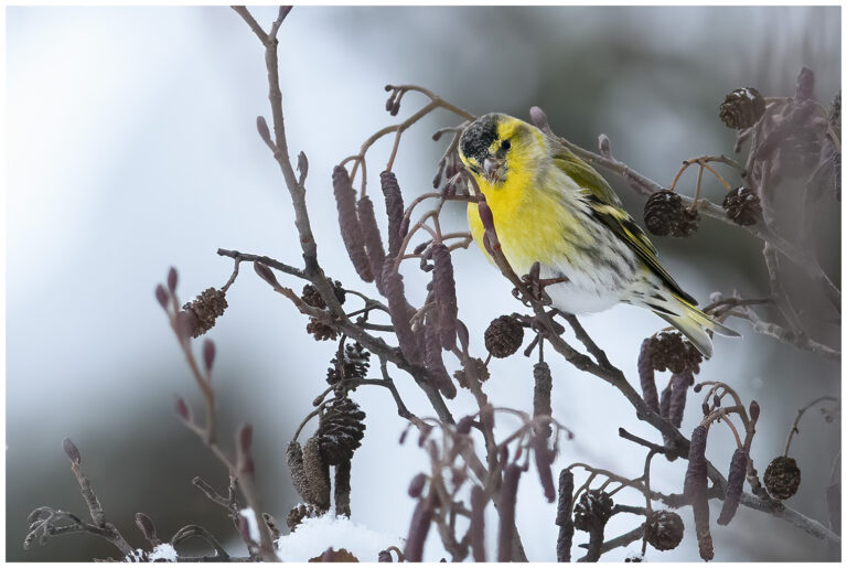 Grönsiska - Eurasian Siskin grönsiska