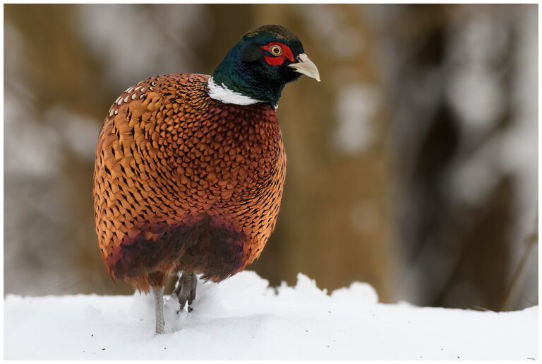 Fasan - Common Pheasant Common Pheasant