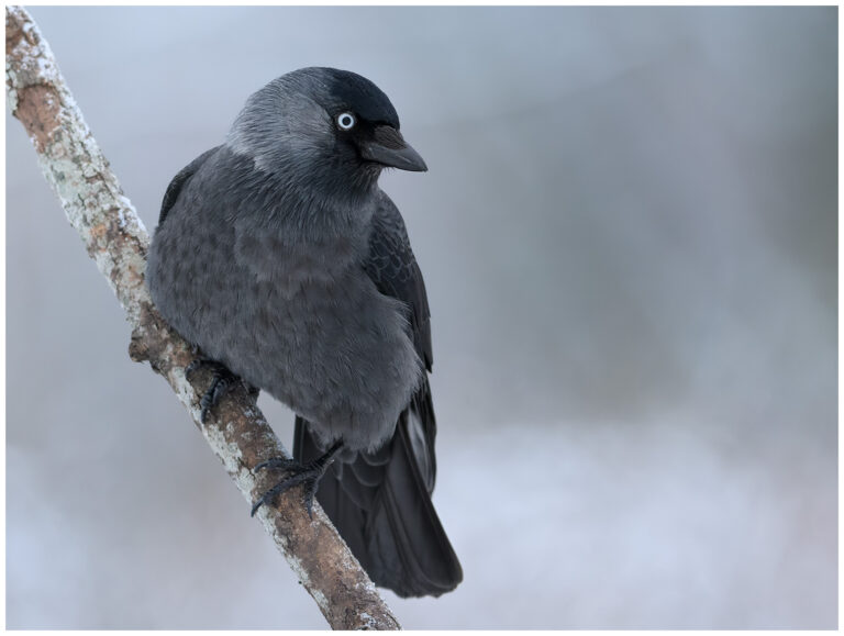 Kaja - Western Jackdaw kaja