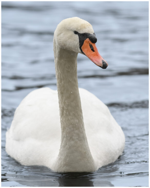 Knölsvan - Mute Swan En vinterdag bland snö och fåglar
