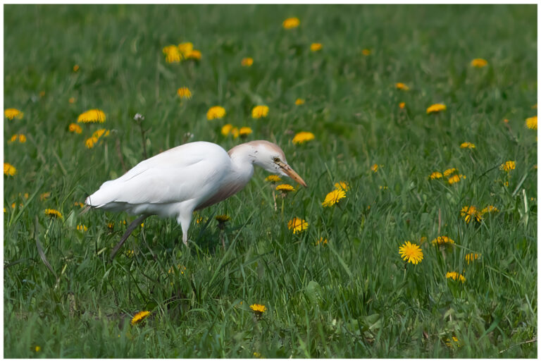 Kohäger - Cattle Egret kohäger