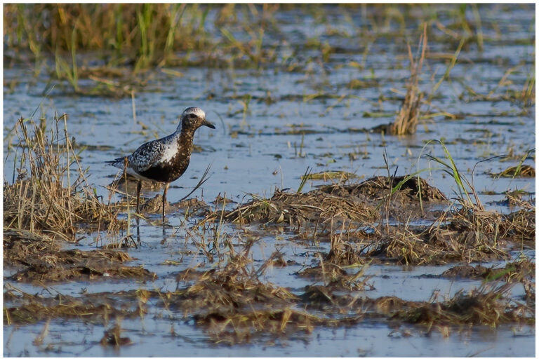 Kustpipare - Grey Plover Vuxen kustpipare