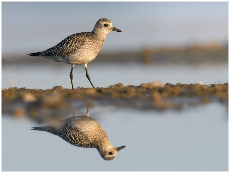 Kustpipare - Grey Plover Kustpipare - 1k