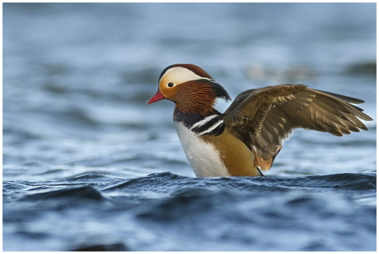 Mandarinand - Mandarin Duck mandarin duck