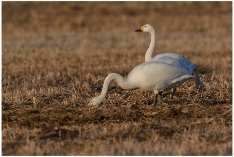 Mindre Sångsvan - Tundra Swan Mindre Sångsvan - Cygnus columbianus