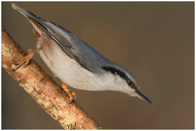 Nötväcka - Eurasian Nuthatch nötväcka
