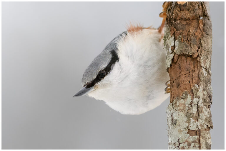 Nötväcka - Eurasian Nuthatch Eurasian Nuthatch