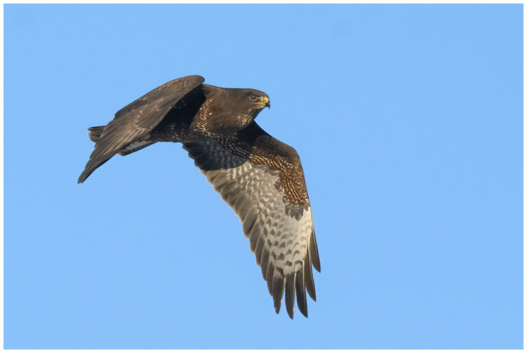 Ormvråk - Common Buzzard Common Buzzard