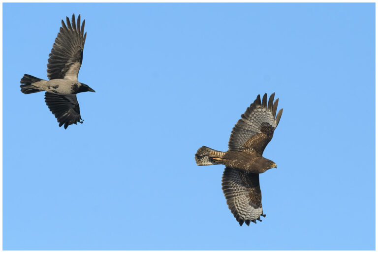 Ormvråk - Common Buzzard kråka jagar ormvråk