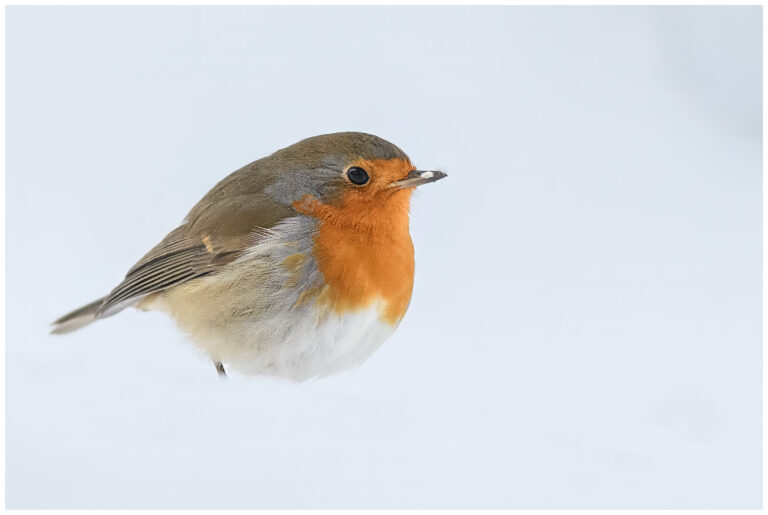 Rödhake - European Robin robin